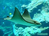 Du nouveau dans le bassin des requins à l'Océanopolis de Brest